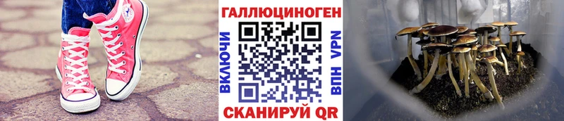 Галлюциногенные грибы мицелий сколько стоит Цимлянск